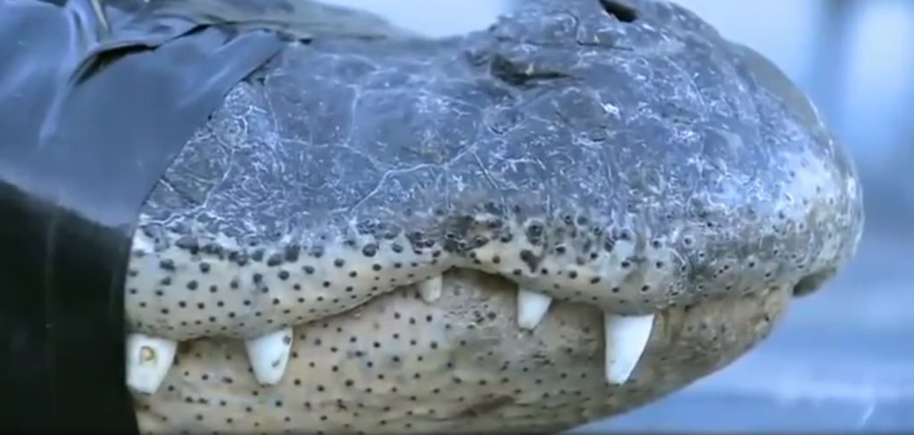 80 Year Old Florida Man Captures Huge Gator