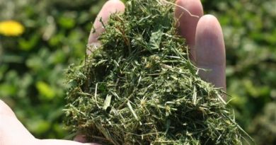 Florida Man Mad About Grass Clippings Pulls Gun On Lawncare Workers