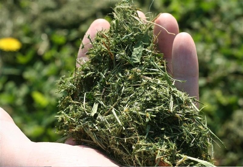 Florida Man Mad About Grass Clippings Pulls Gun On Lawncare Workers