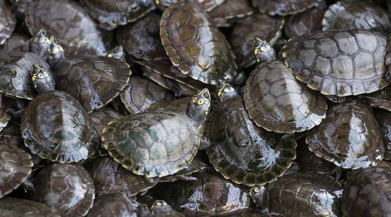 Florida Man Threatens To Unleash Army Of Turtles On Town