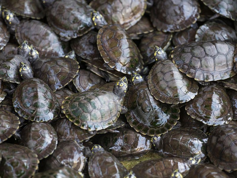 Florida Man Threatens To Unleash Army Of Turtles On Town