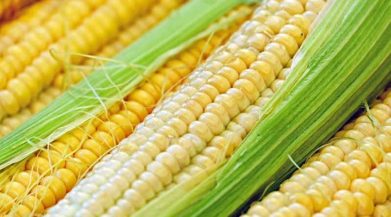 Florida Man Arrested For Hitting Mom On Head With Corn On Cob