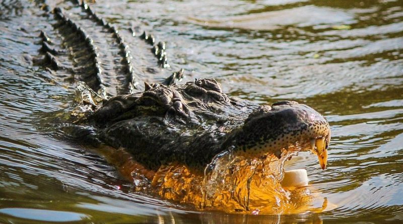 Florida Man Claims He Broke Into House Because Alligators Were Chasing Him