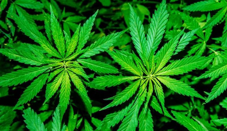 Florida Man Shows Deputies His Marijuana Plants Then Gets Arrested