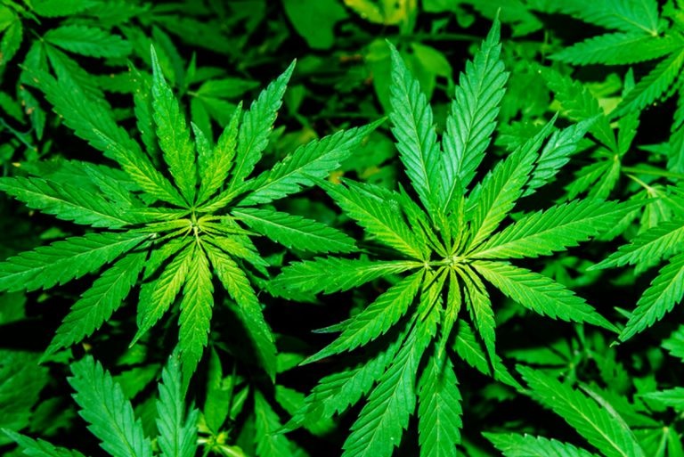 Florida Man Shows Deputies His Marijuana Plants Then Gets Arrested