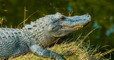 Florida Woman Pulls Gator From Pants