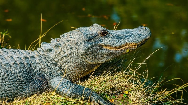 Florida Woman Pulls Gator From Pants