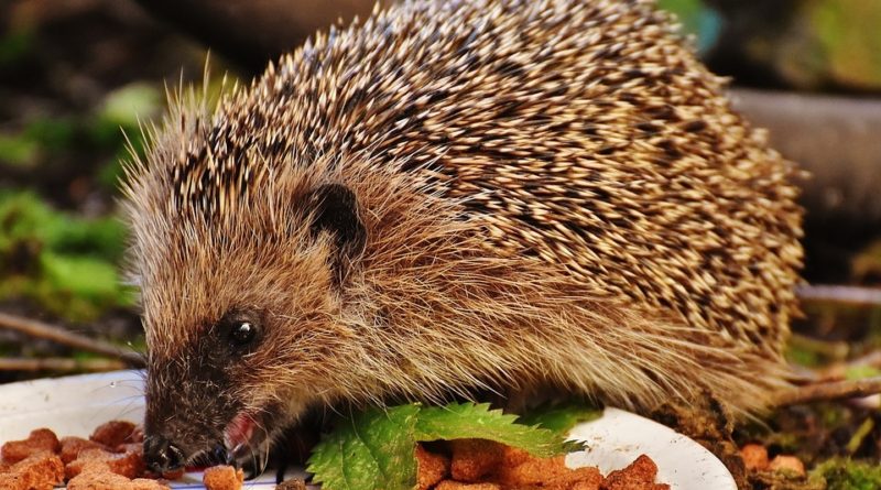 Florida Woman Strikes Mom In Hedgehog Custody Battle