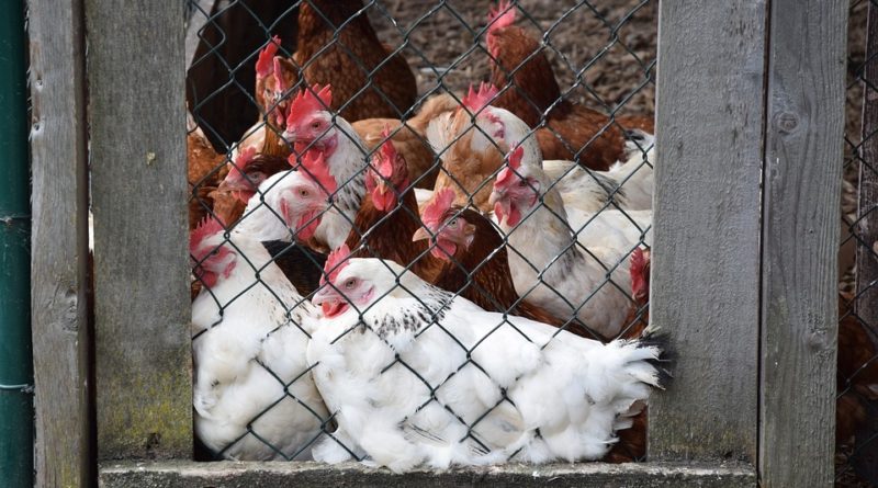 Wanted Florida Man Found Naked In Chicken Coop